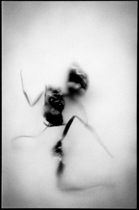 2 - Lasius niger - fourmi noire