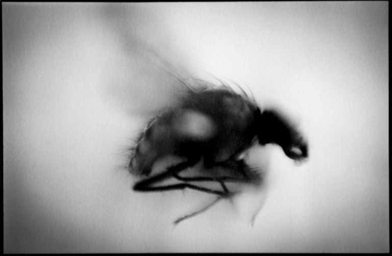 Des Insectes