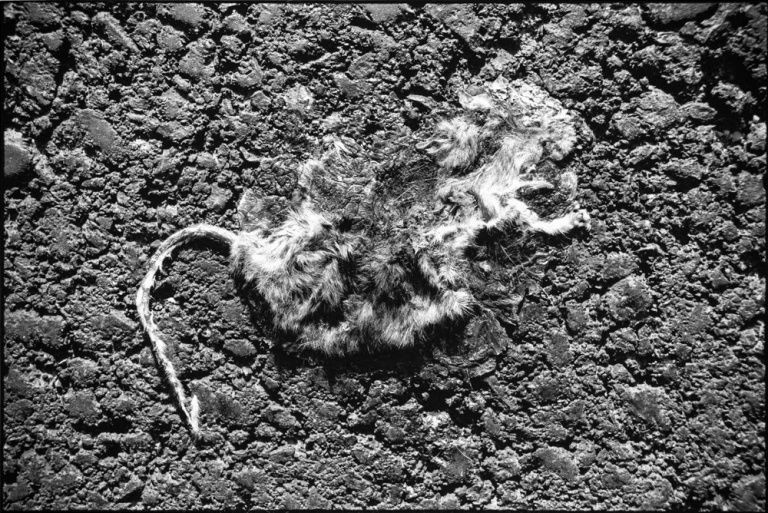 Et voici comment on se retrouve à couvrir la rubrique des chiens et chats écrasés.