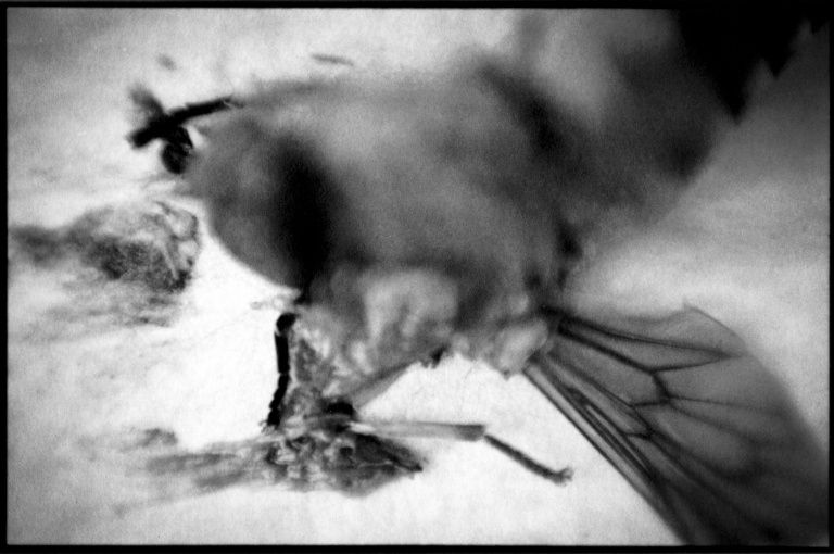 6 - Tabanus bovinus - taon des boeufs
