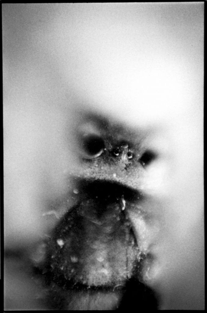10 - Tenebrio molitor - ténébrion de la farine