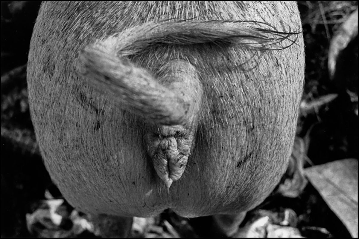 C'est le mois de juillet, les cochons sont en congés dans la décharge. Ils profitent du moment, ils sont un peu plus décontractés, disponibles, souriants, moins chiants.
