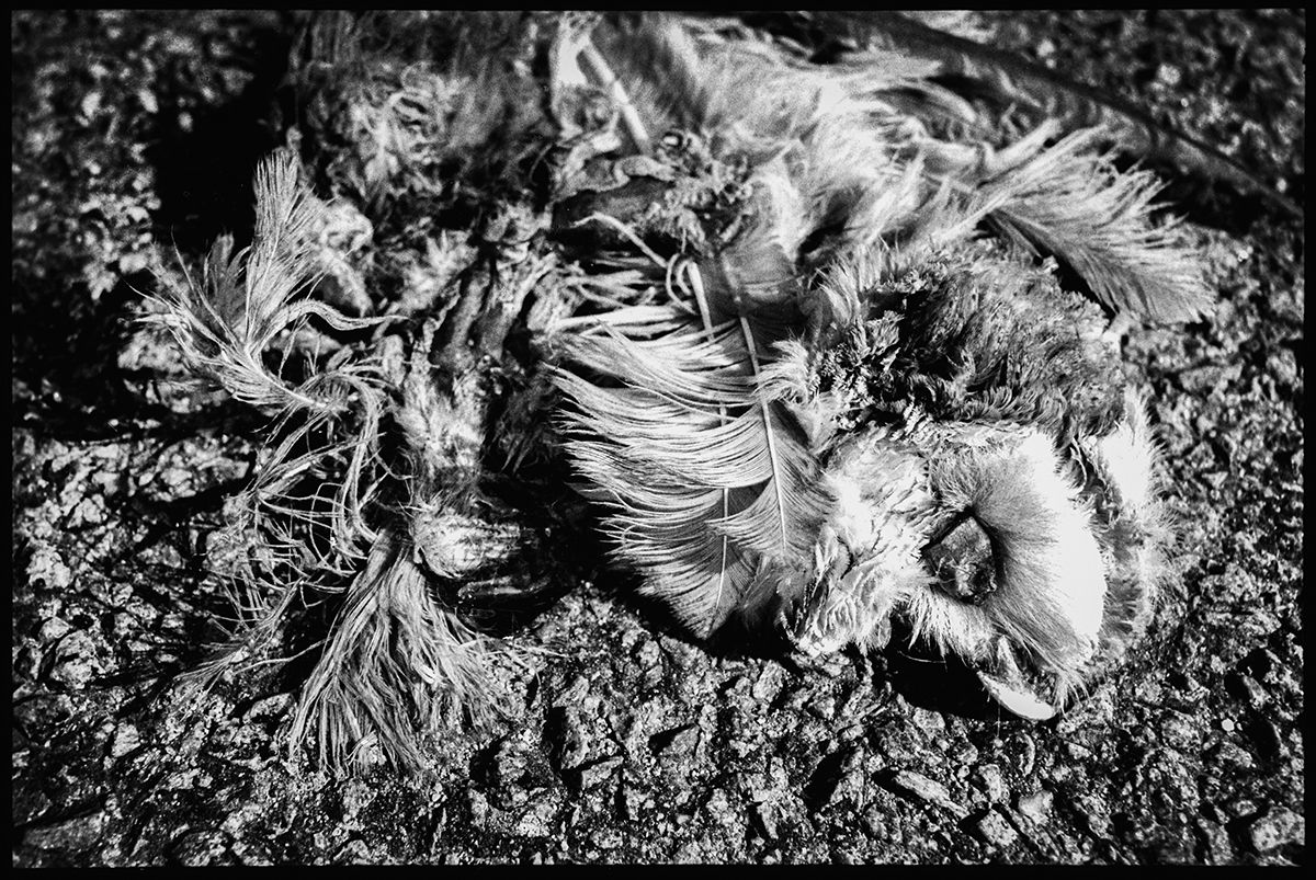 Et voici comment on se retrouve à couvrir la rubrique des chiens et chats écrasés.