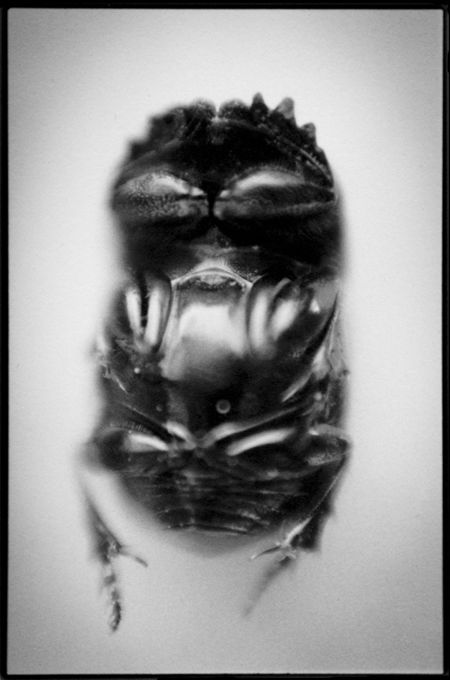 3 - Geotrupe vernalis - bousier printanier