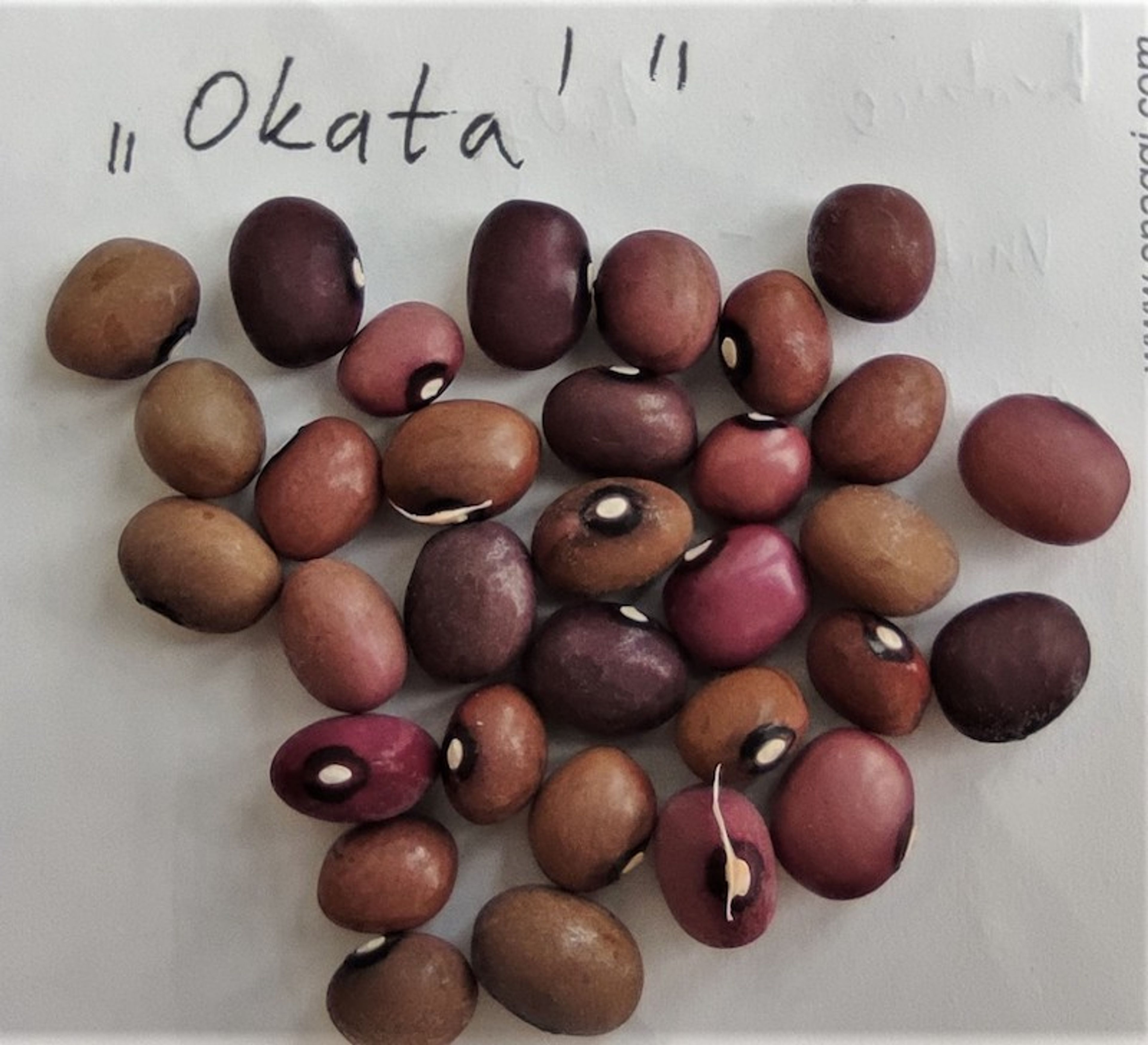 Fazol Okatá z Drnovic - drobnější zrna ve fialovo-hnědých odstínech