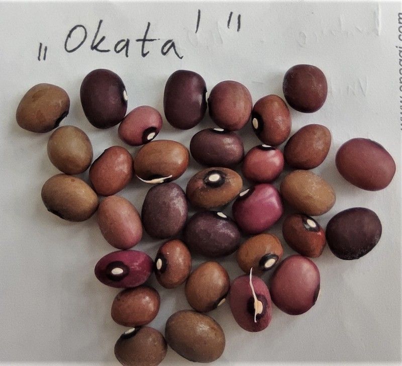 Fazol Okatá z Drnovic - drobnější zrna ve fialovo-hnědých odstínech