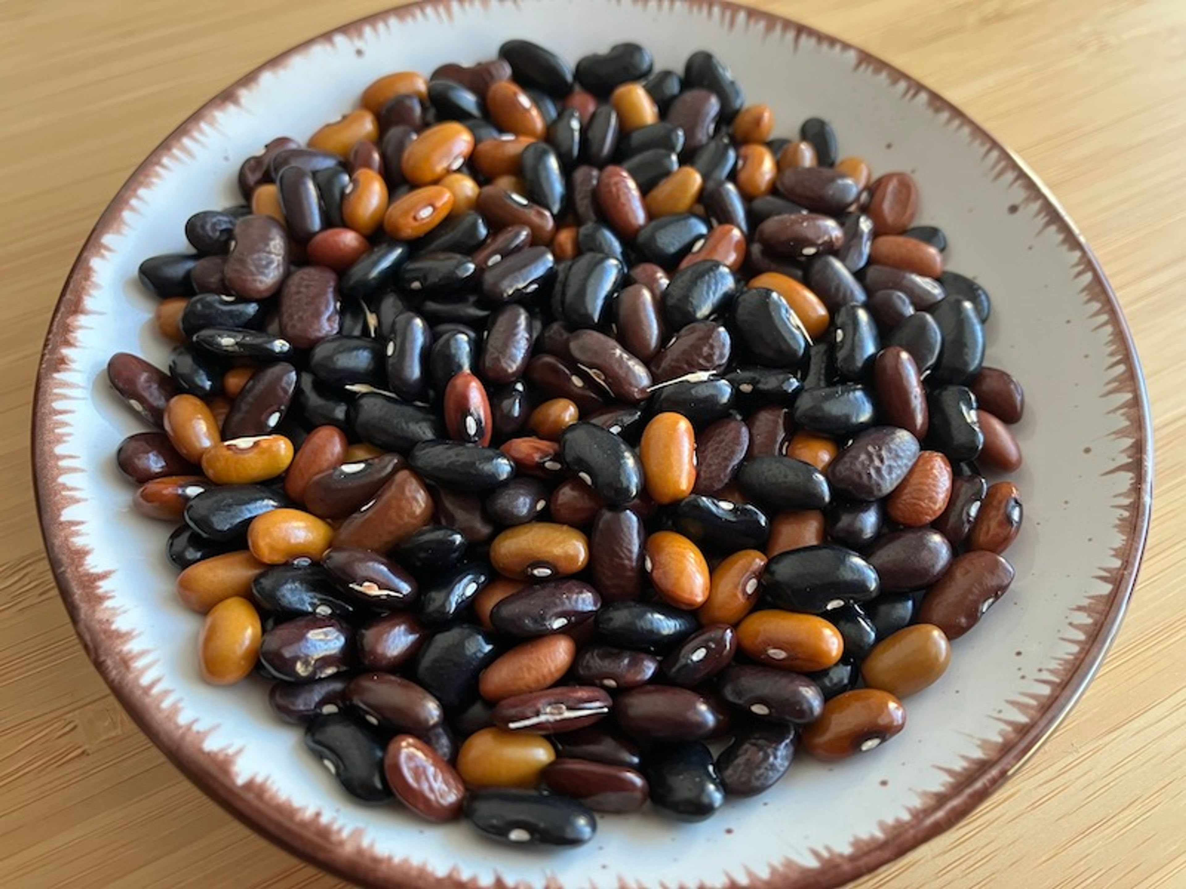 Fazol Beefy Resilient Grex - podlouhlá středně velká zrna, směs barev od světle hnědé po černou