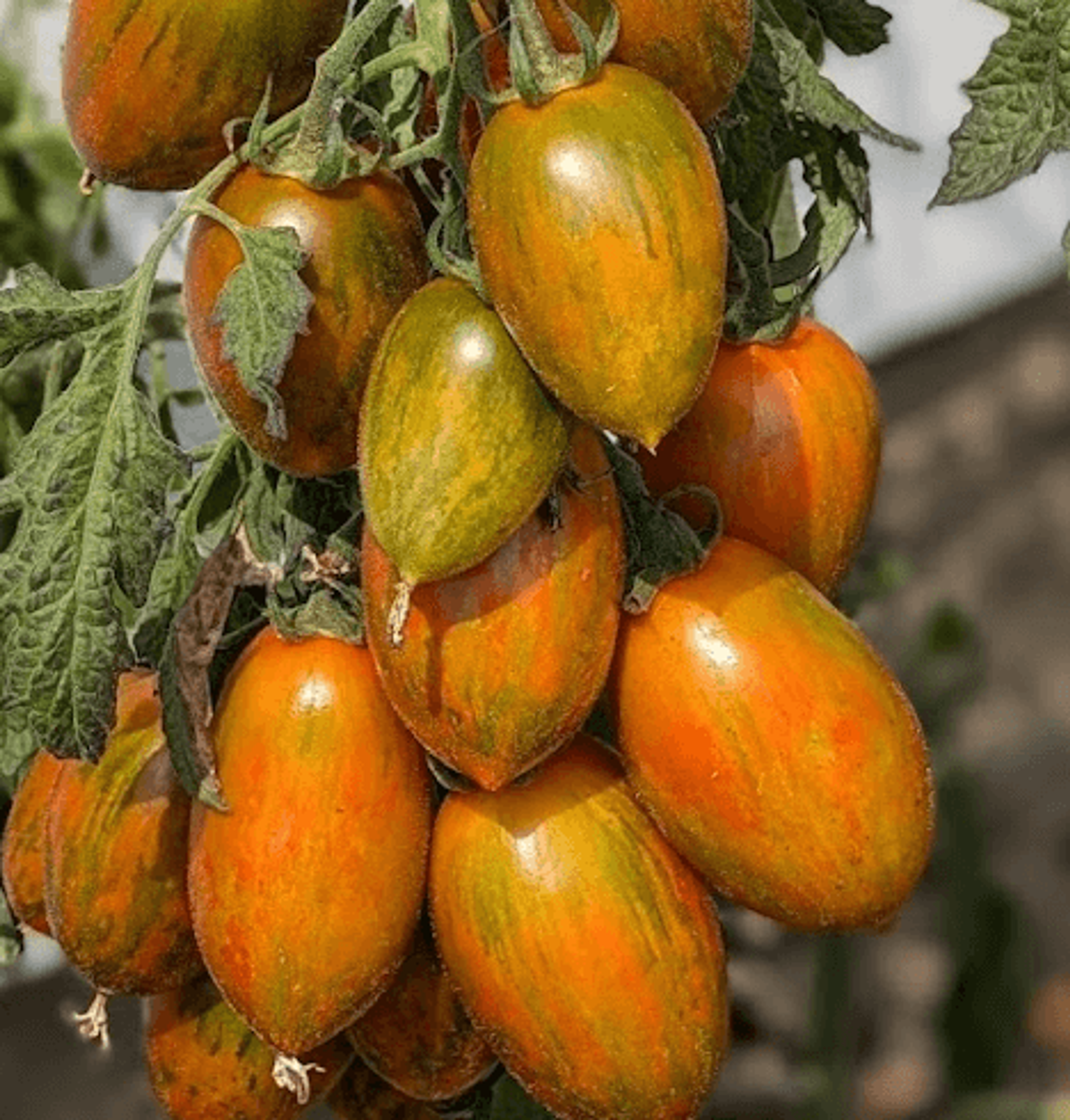Rajče Atomic Red - oválné oranžovo-zelené žíhané plody se špičkou