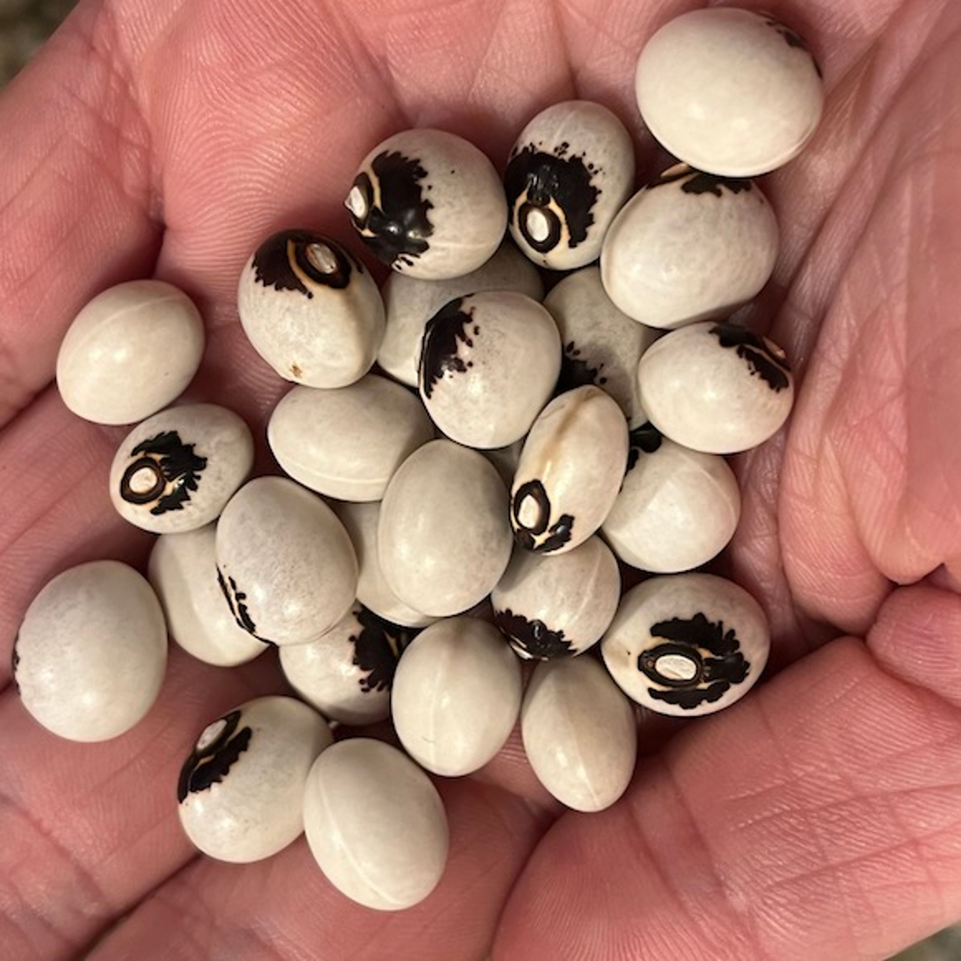 Fazol Monstrance - menší bílá zrna s typickou černou kresbou