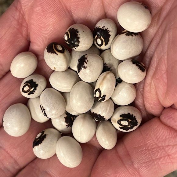 Fazol Monstrance - menší bílá zrna s typickou černou kresbou