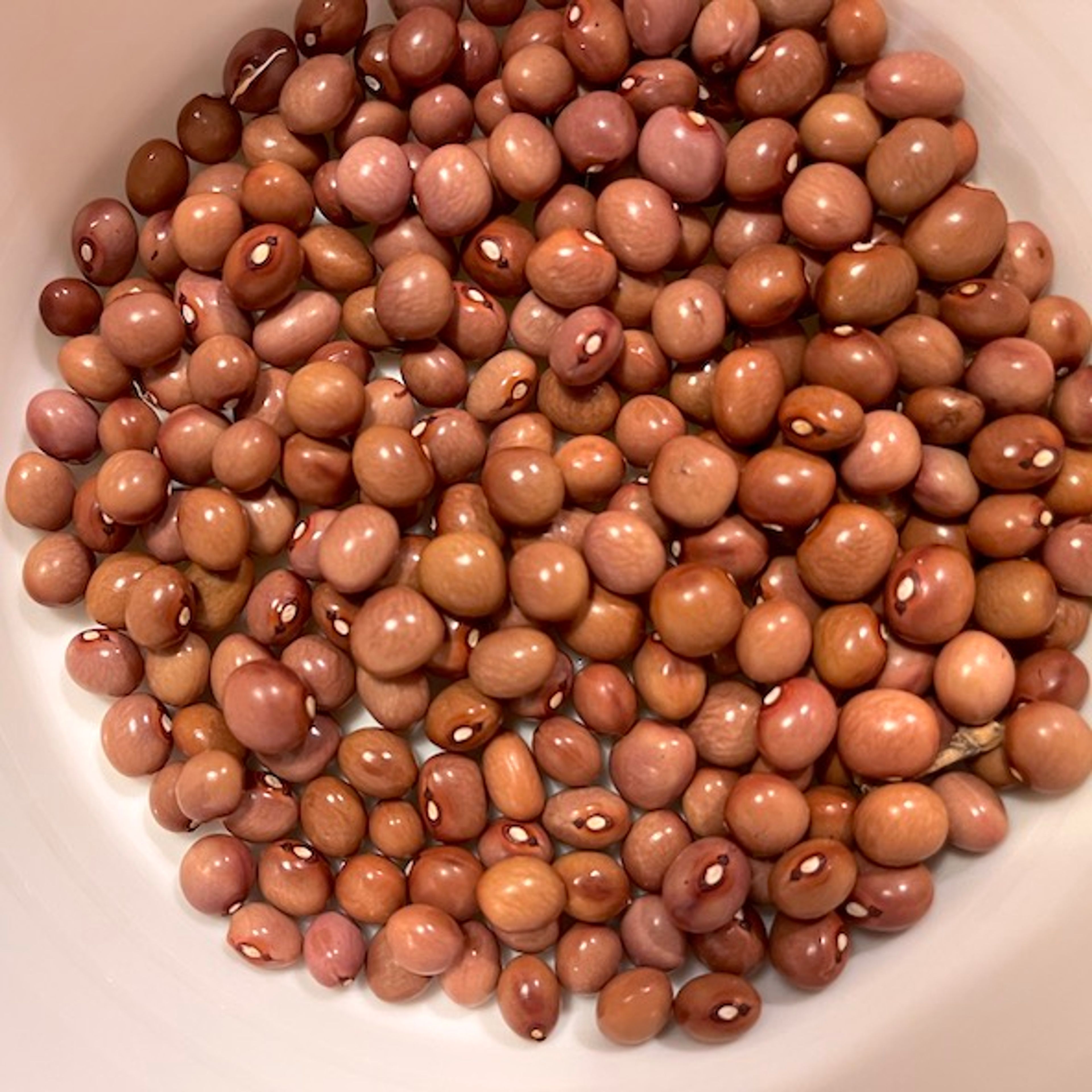 Fazol Herrenbohli - drobná světle hnědá zrna