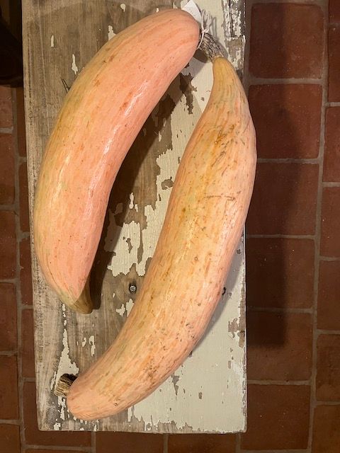 Dýně Georgia Candy Roaster - podlouhlá válcovitá světle oražová