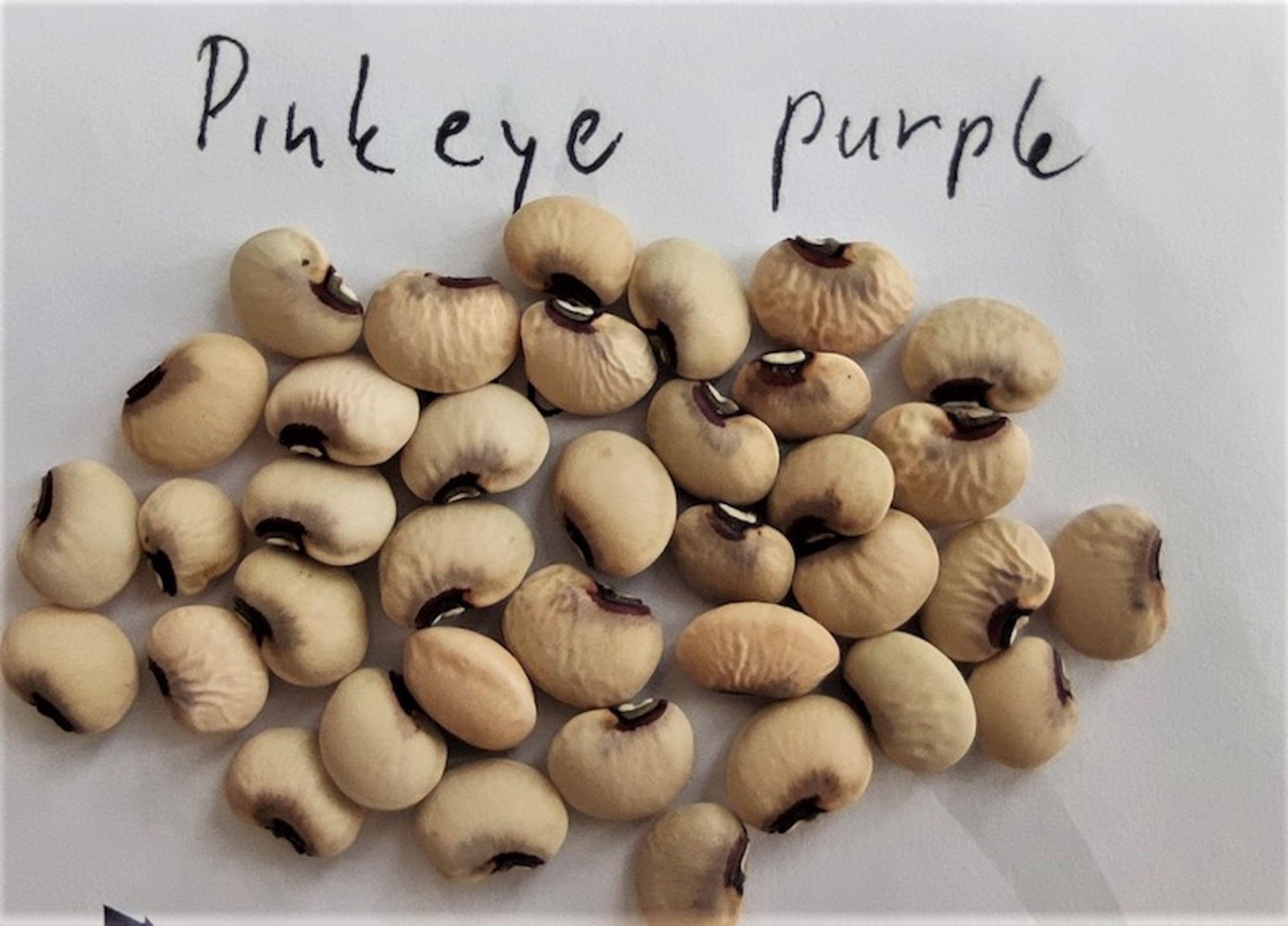 Fazol Vigna Pink Eye Purple Hull - světlá menší zrna