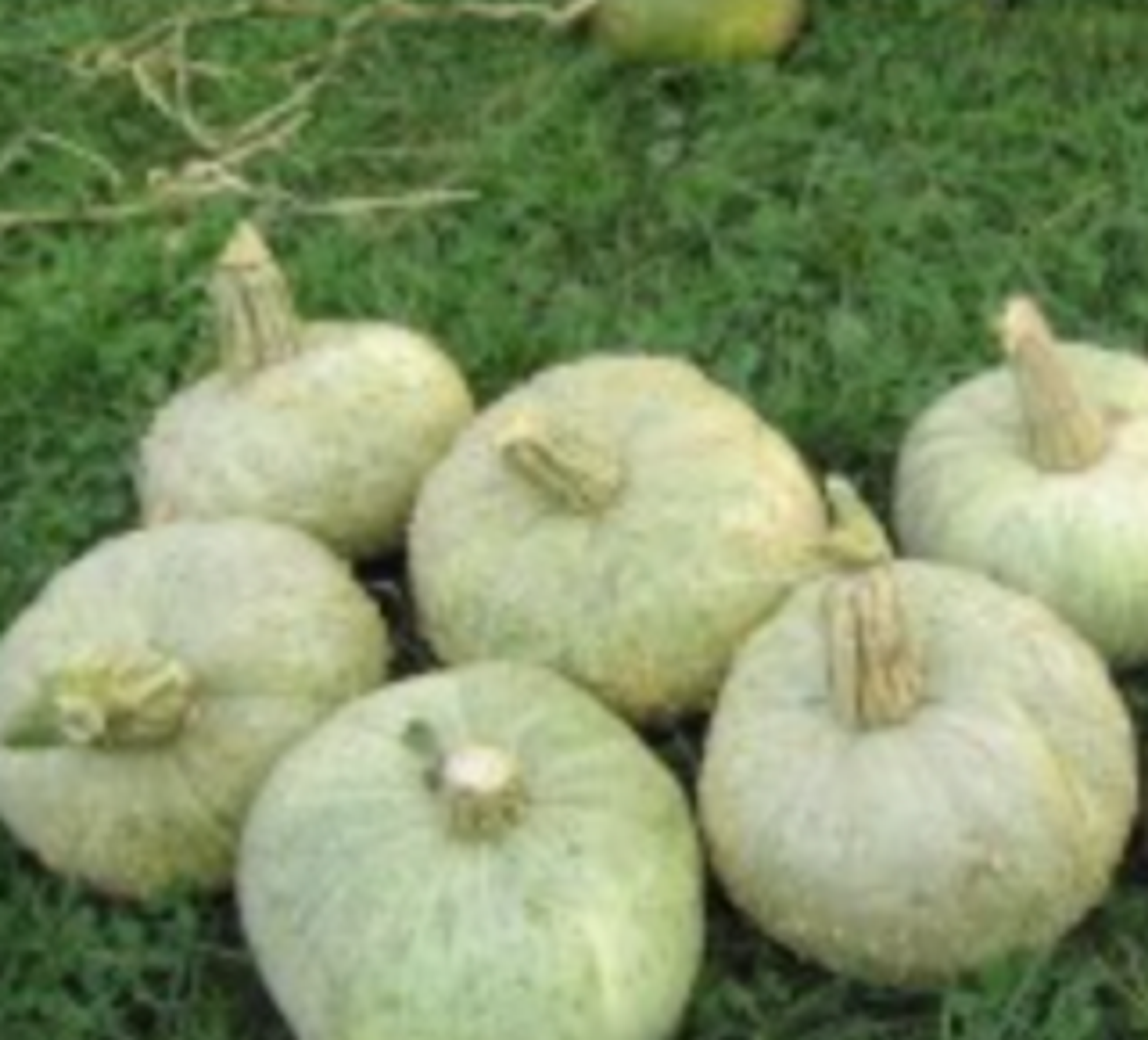 Dýně Pečárka od Hornádu - světle zelená kulovitá