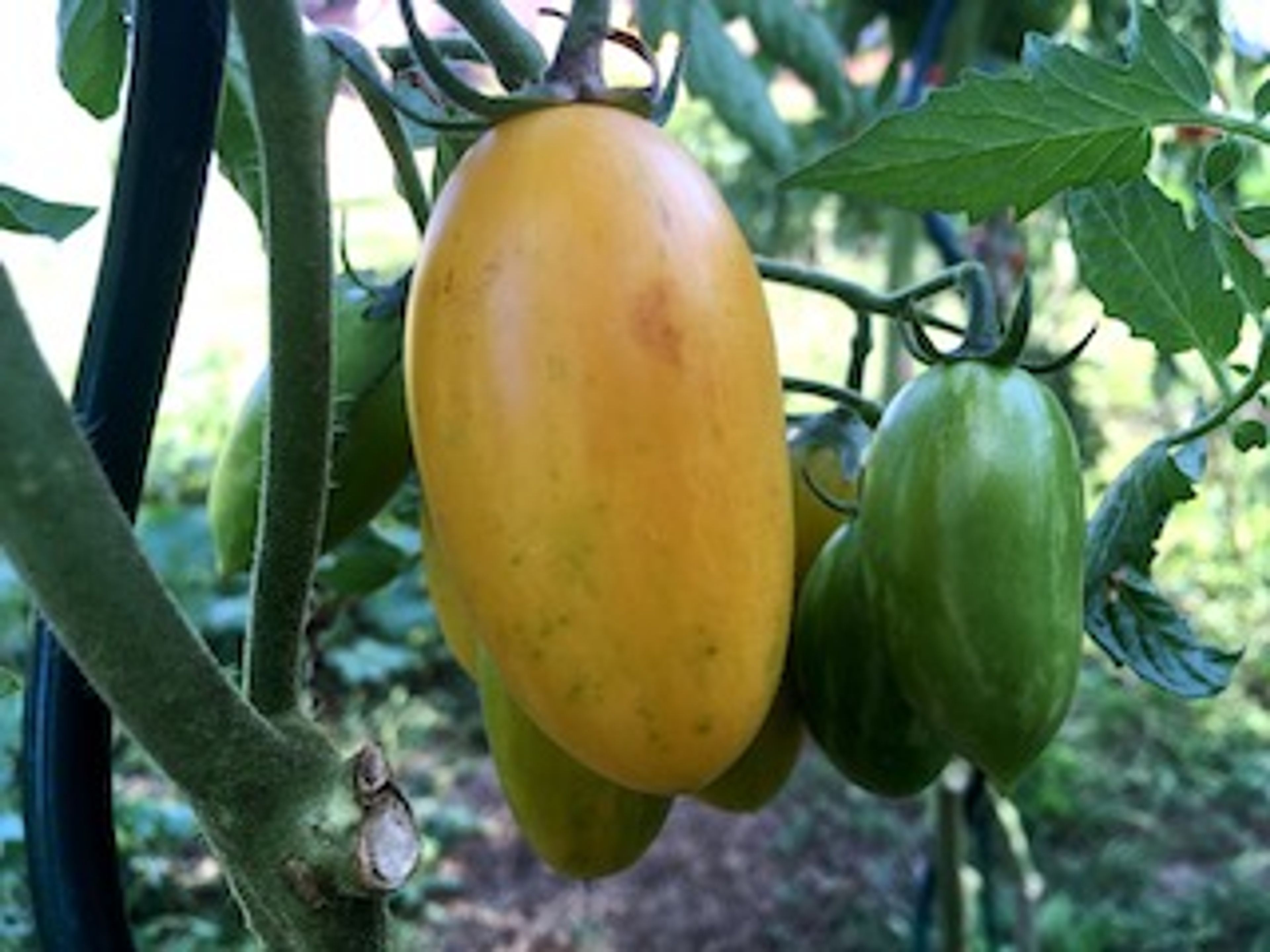 Rajče Artisan Blush Tiger - žluto-ružové podlouhlé plody