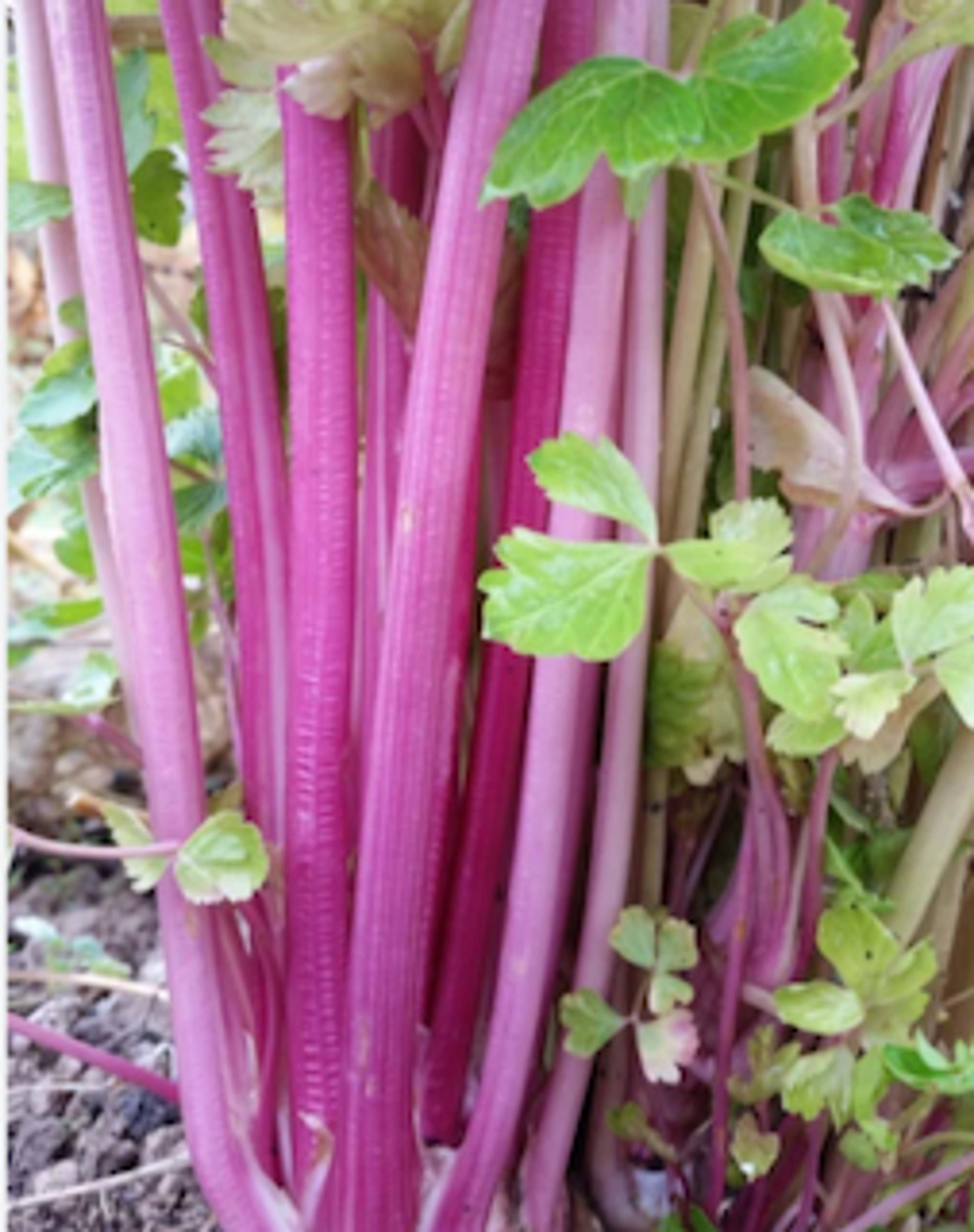 Celer řapíkatý - Chinese Pink - jasně růžové řapíky