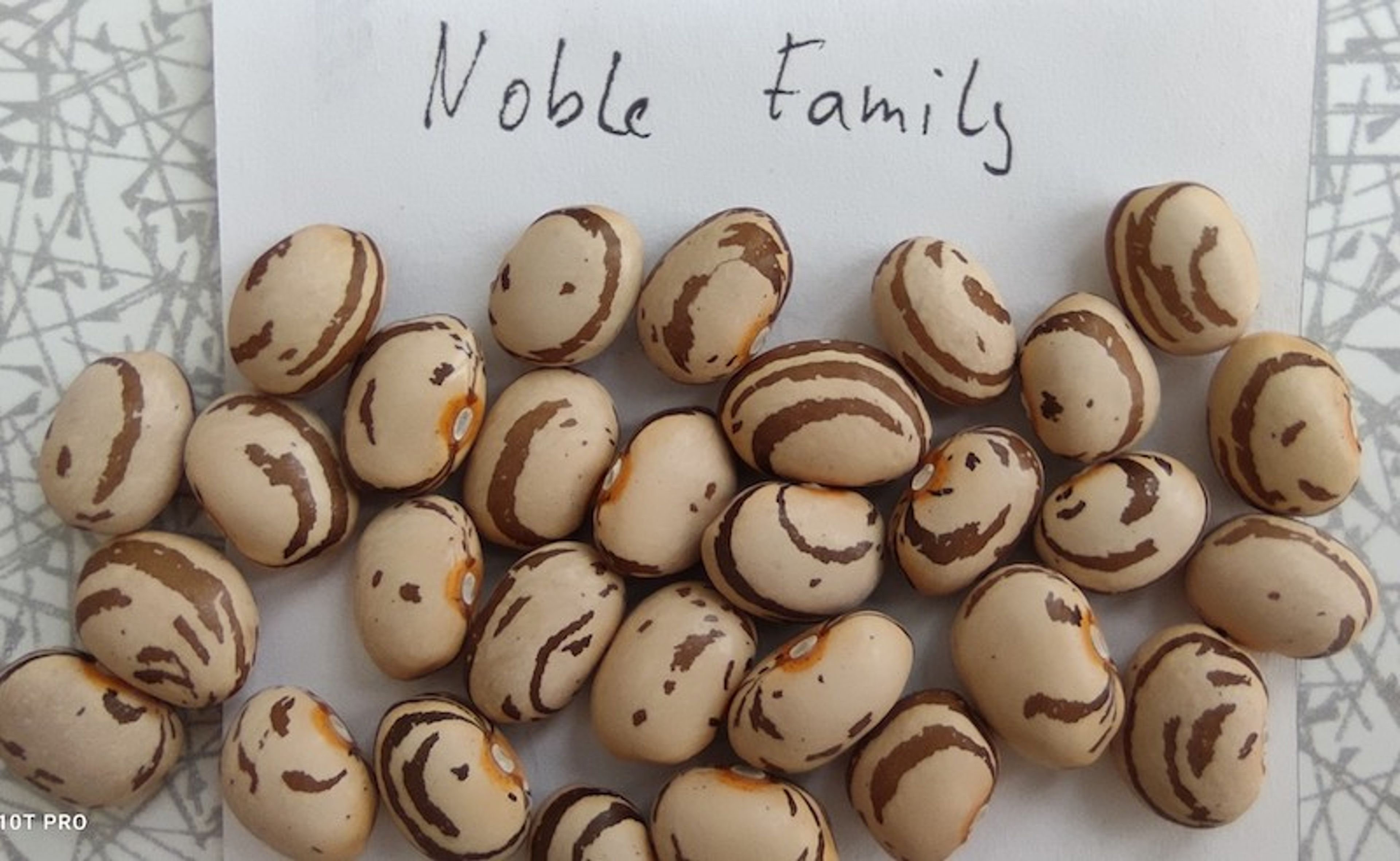 Fazol Noble Fall - střední hnědě mramorovaná zrna 