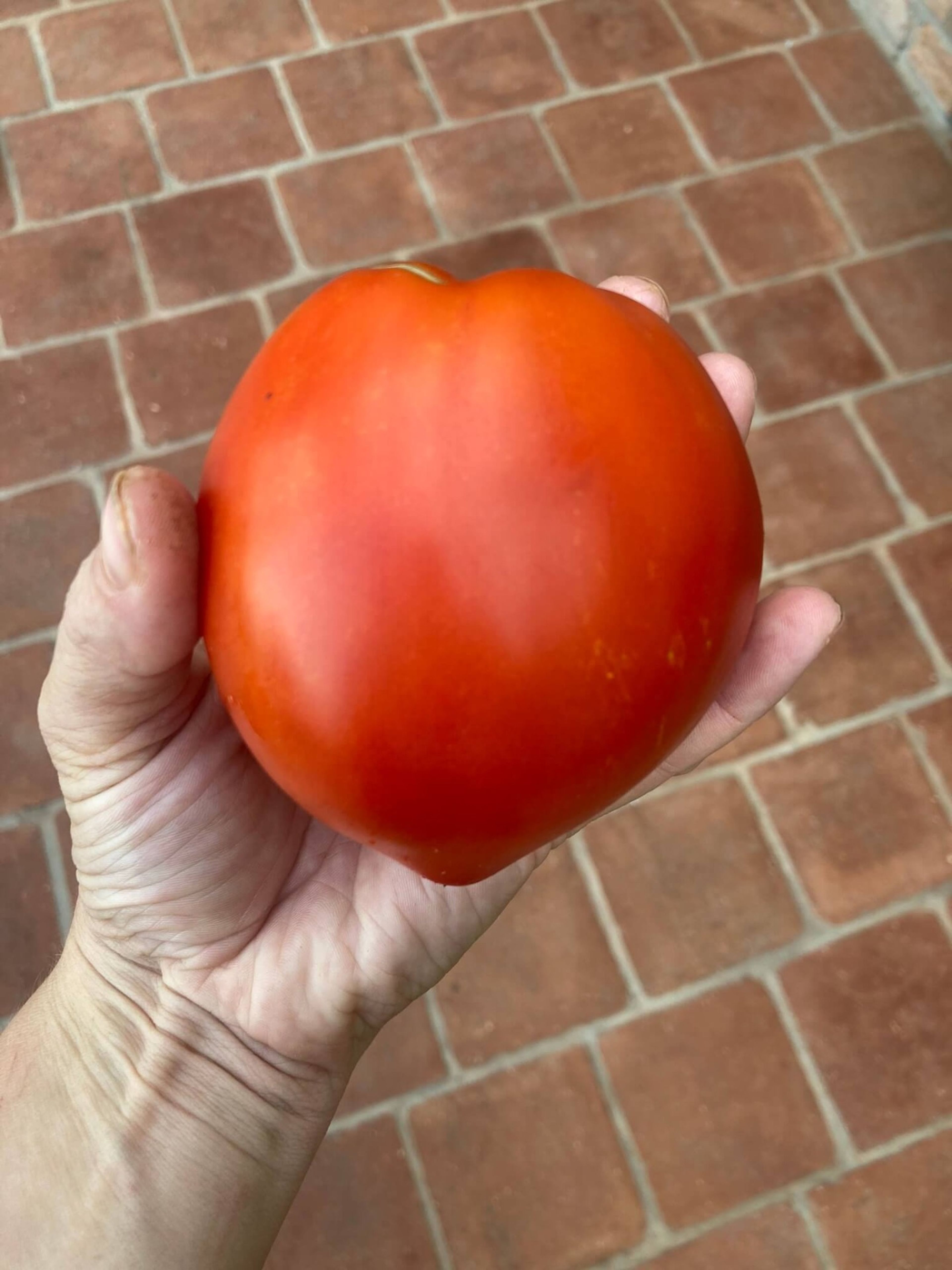 Rajče Amish Paste - kulatý lehce srdcovitý plod velikosti lidské dlaně 