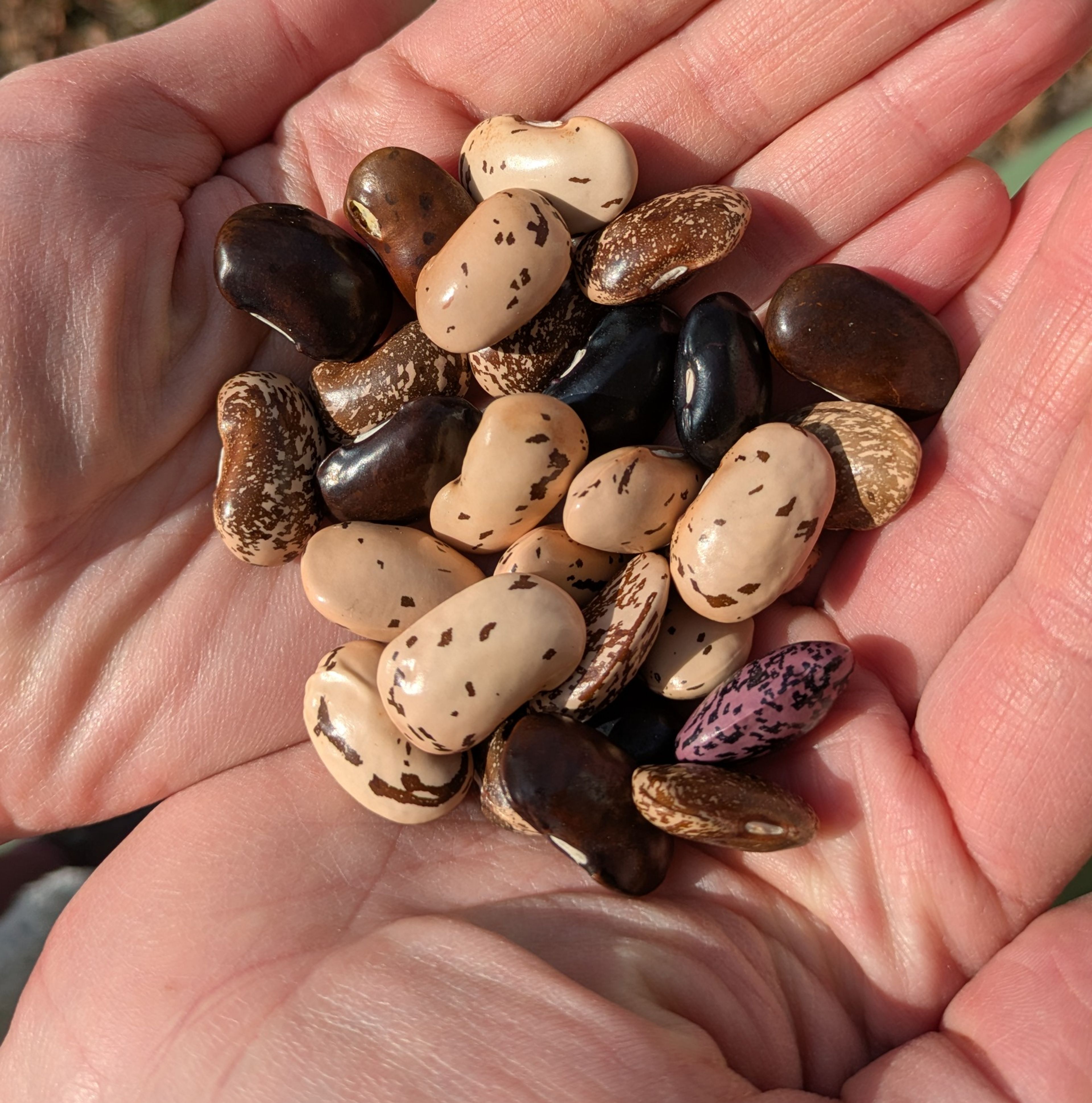 Fazol šarlatový MIX - pestrobarevná semena