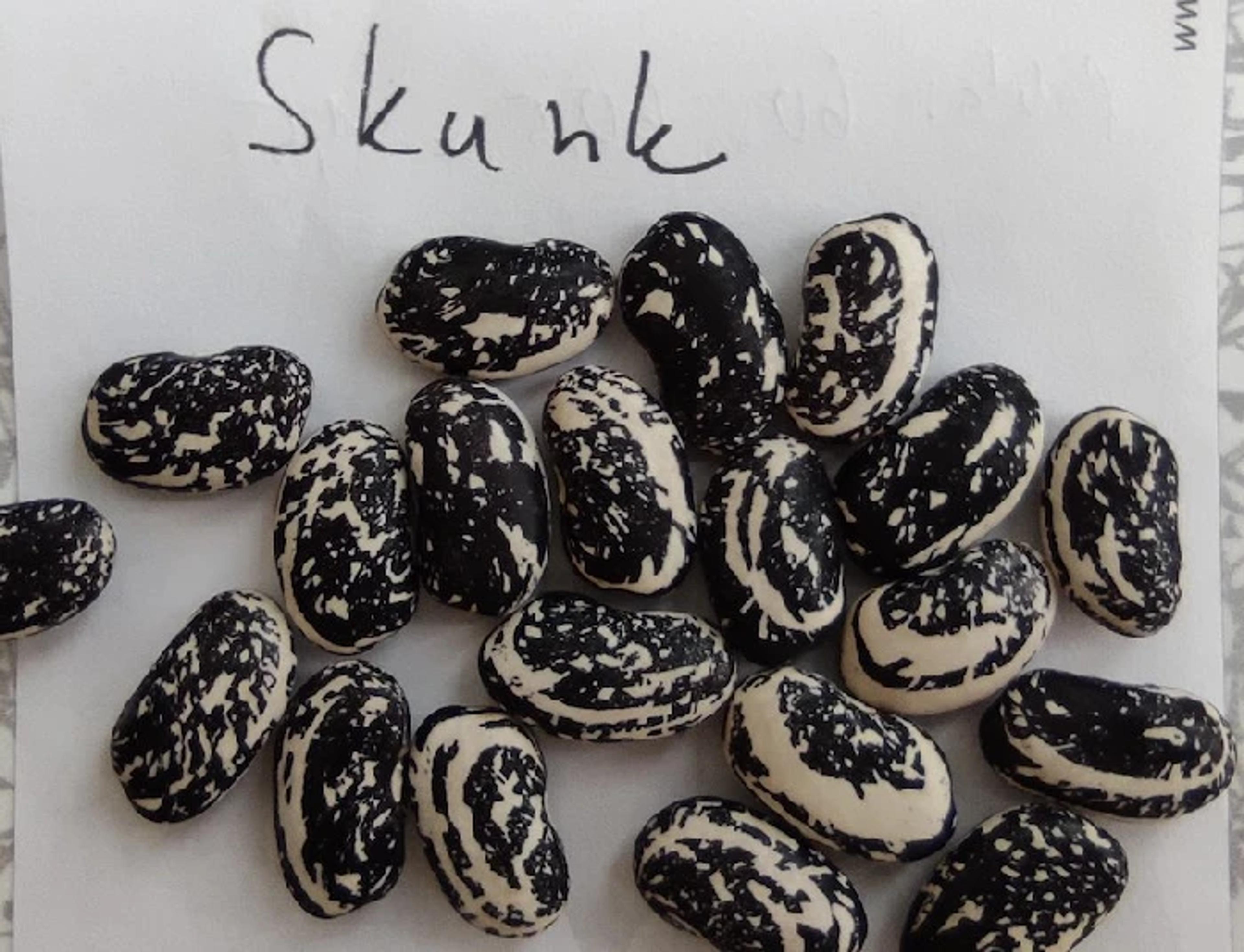 Fazol Skunk - černobílá mramorovaná zrna