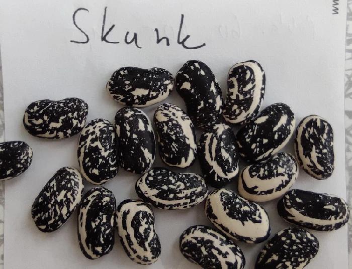 Fazol Skunk - černobílá mramorovaná zrna