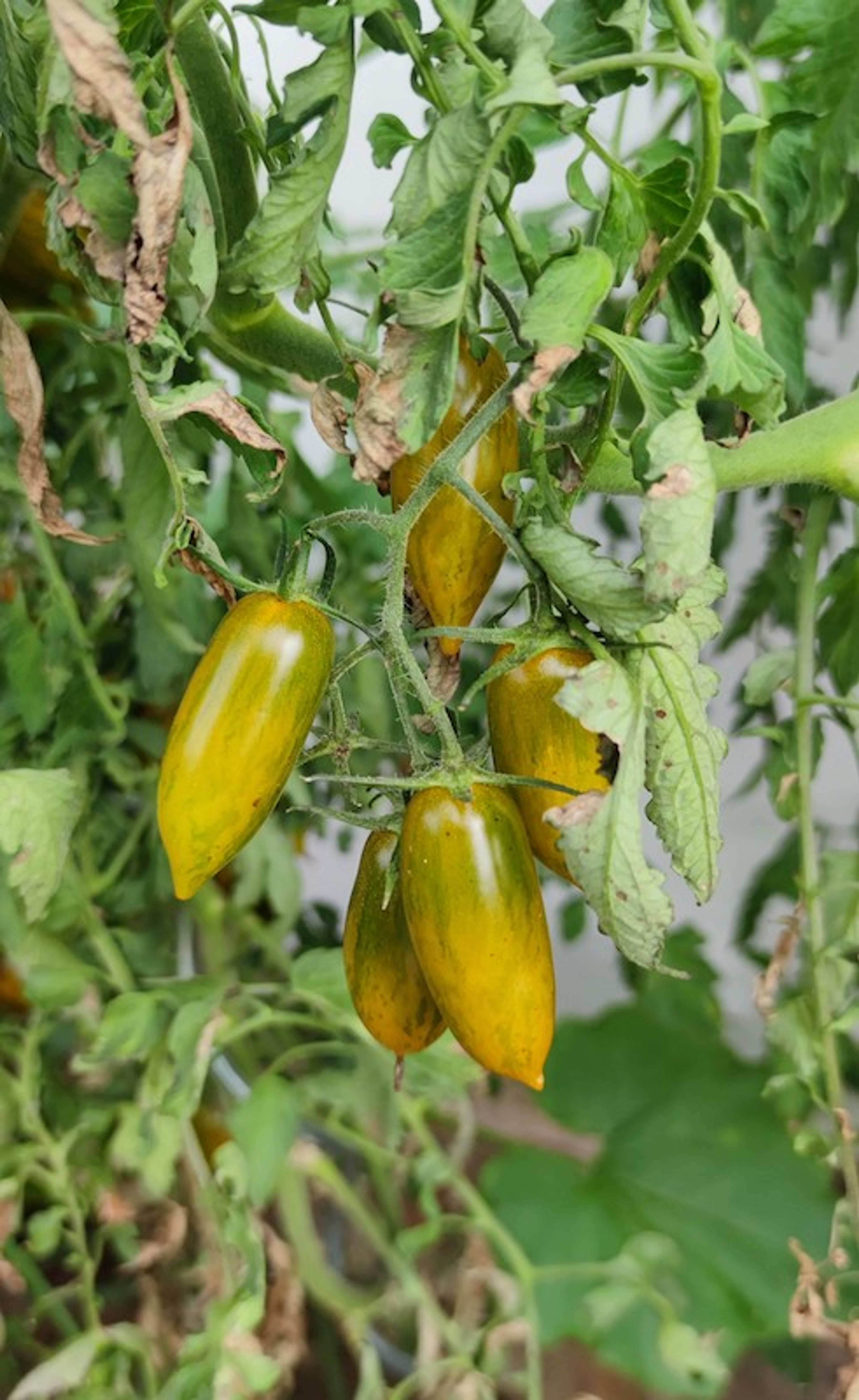 Rajče Atomic Gold - oválné žluto-zeleně žíhané plody se špičkou