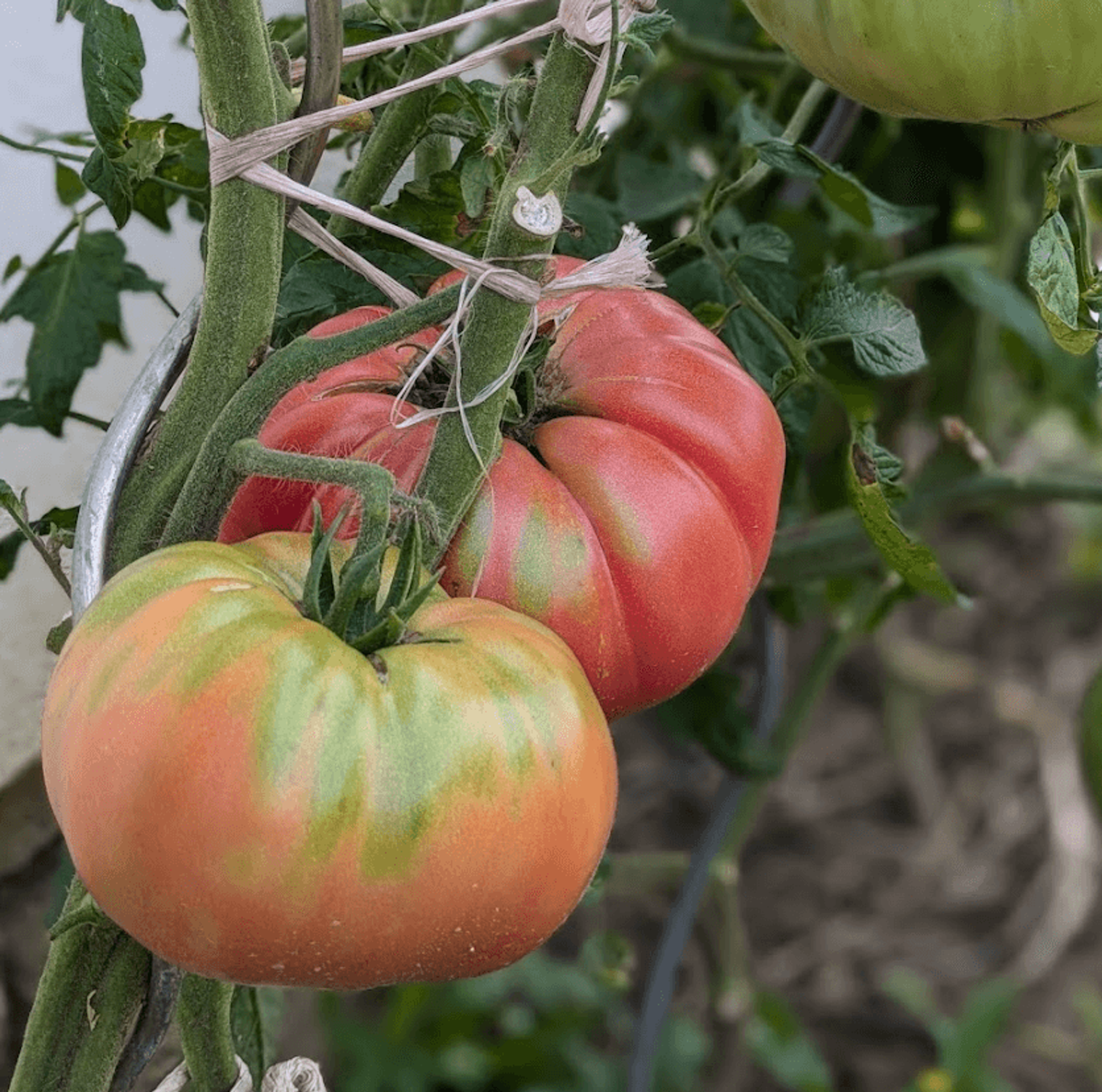 Rajče Abe Lincoln - velké červené kulovité plody
