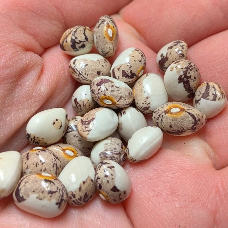 Fazol Coco Bicolour - drobnější zrna napůl bílá, napůl hnědě mramorovaná