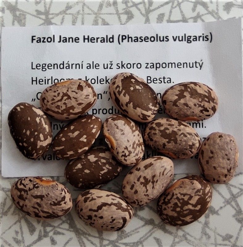 Fazol Jane Herald - střední hnědě mramorovaná zrna