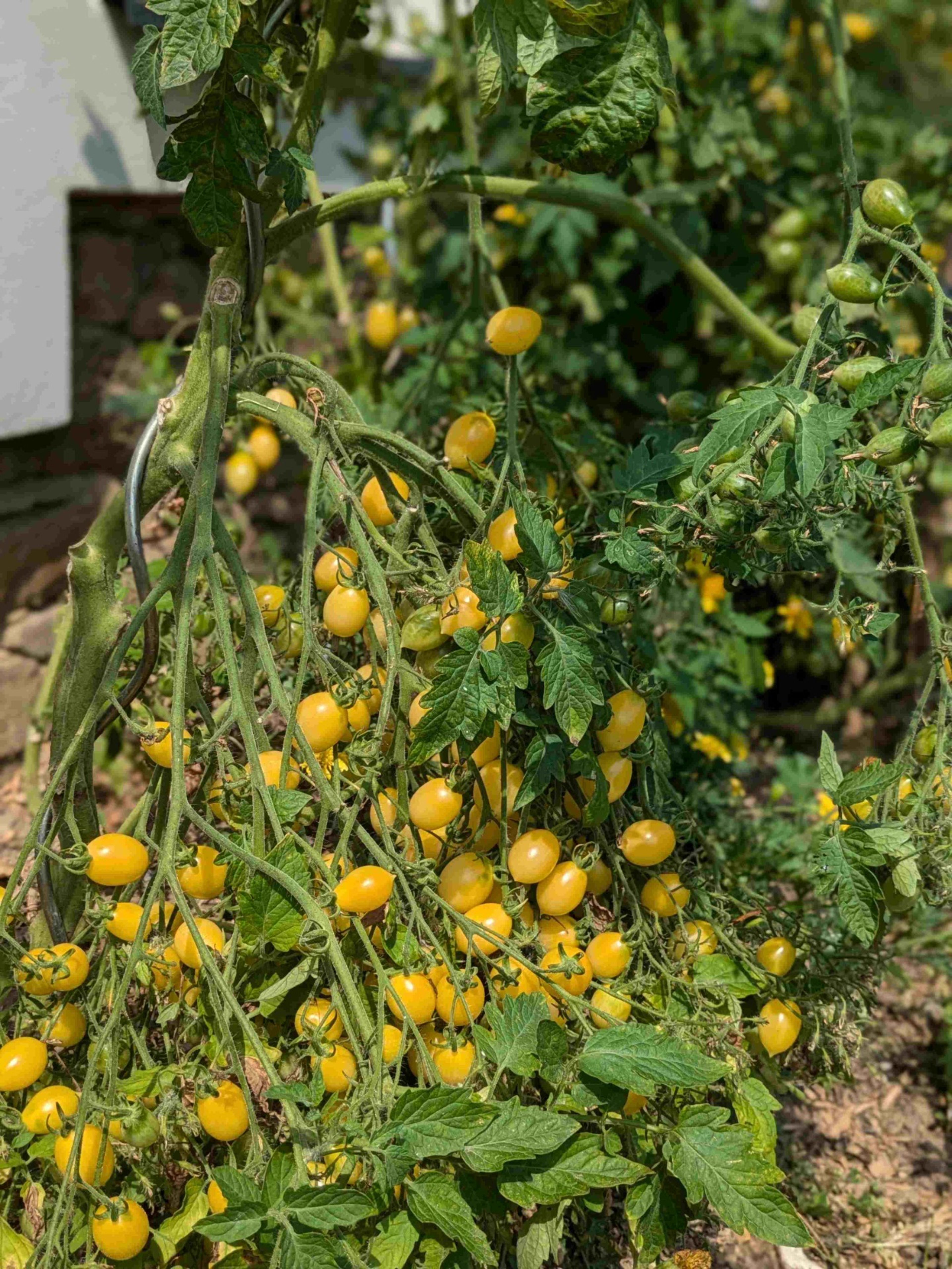 Rajče  Barry's crazy cherry - rostlina obtěžkaná drobnými žlutými oválnými plody se špičkou