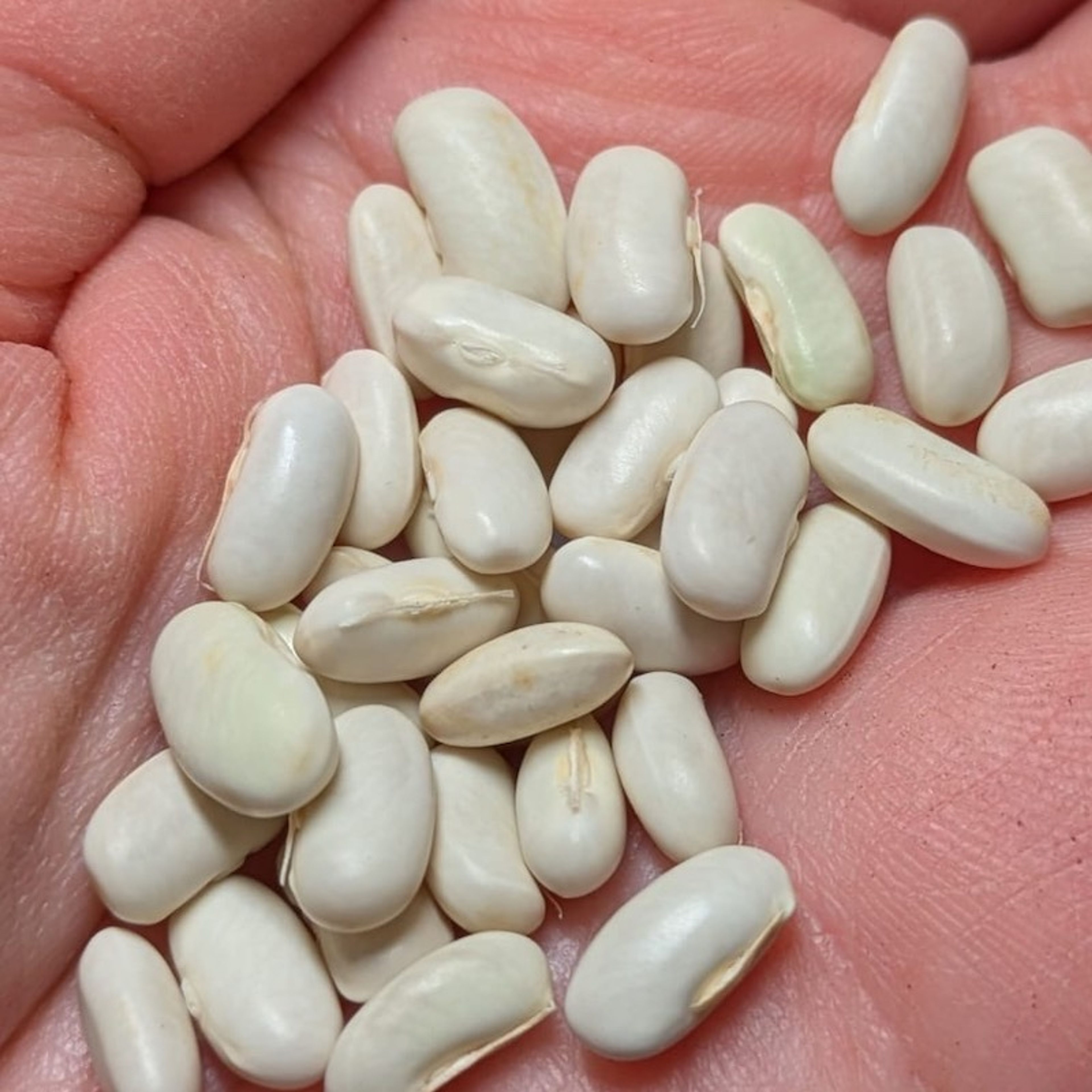 Fazol Kentucky White - bílá středně velká zrna