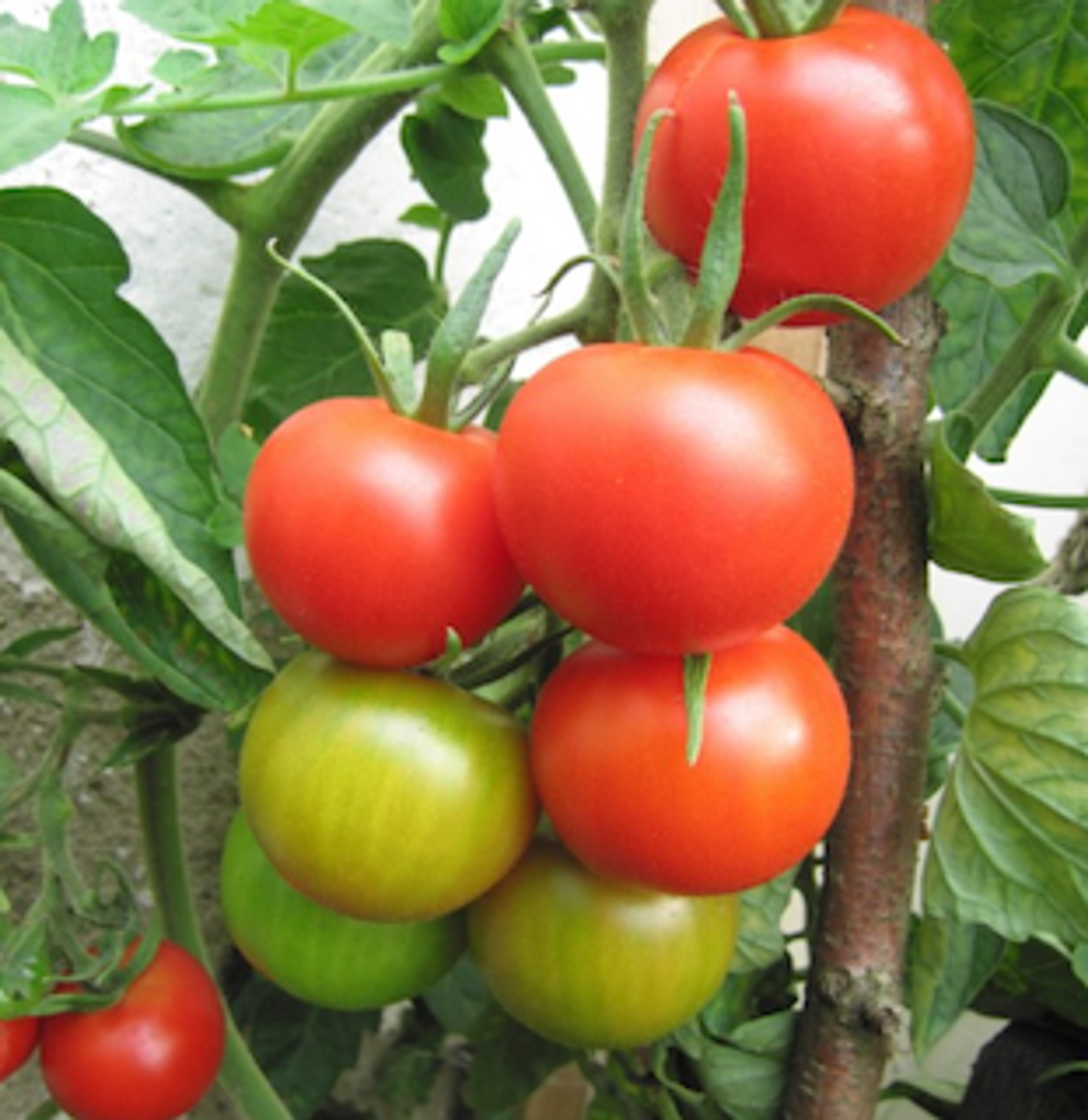 Rajče Hanácké nejranější - menší kulaté červené plody