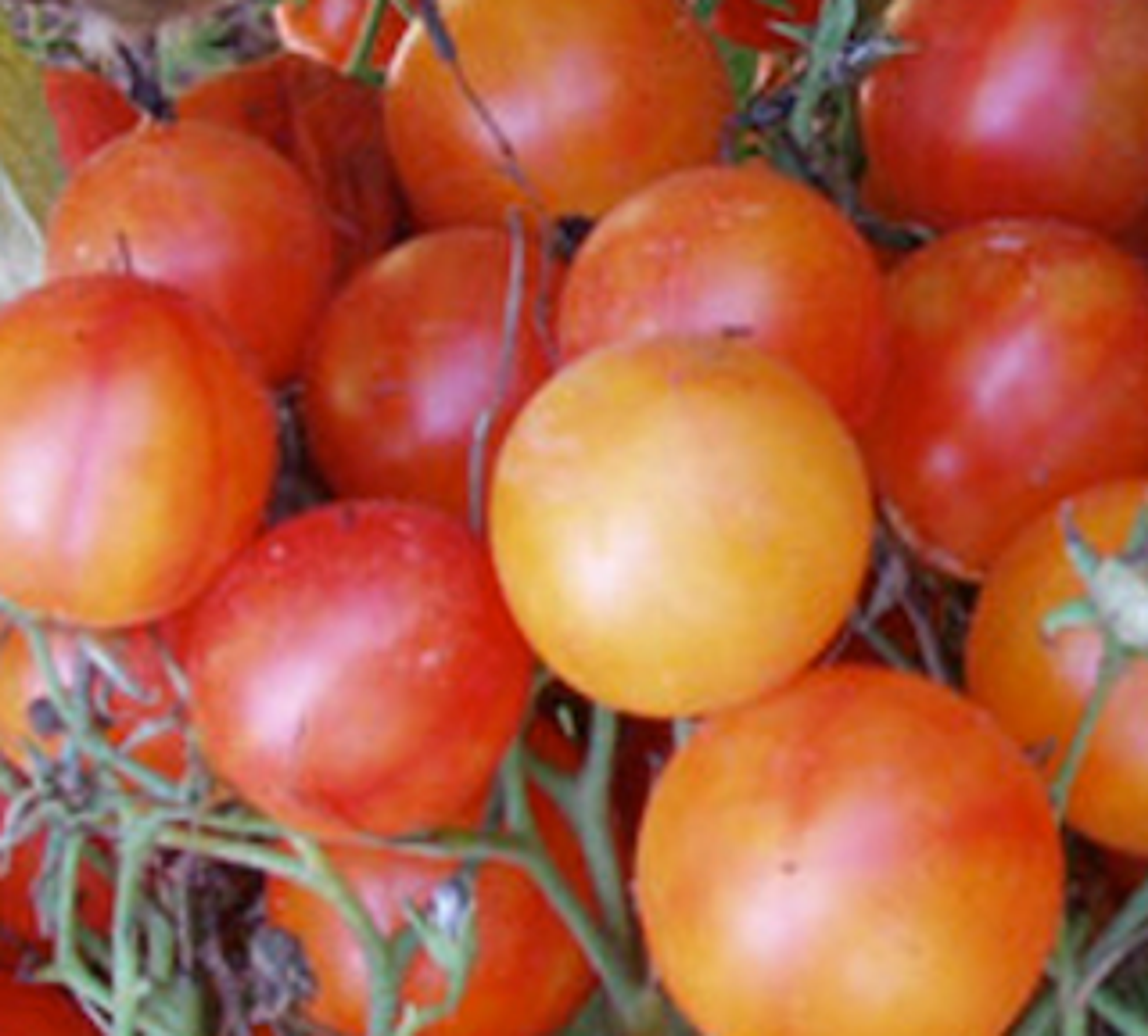 Rajče Isis Candy - malé kulaté oranžovo-červené plody