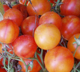 Rajče Isis Candy - malé kulaté oranžovo-červené plody