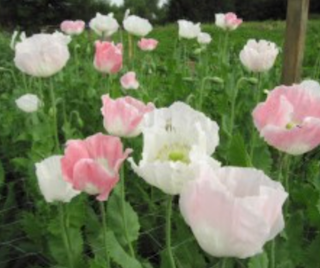 Mák setý - Hejduk III - bílé a růžové květy