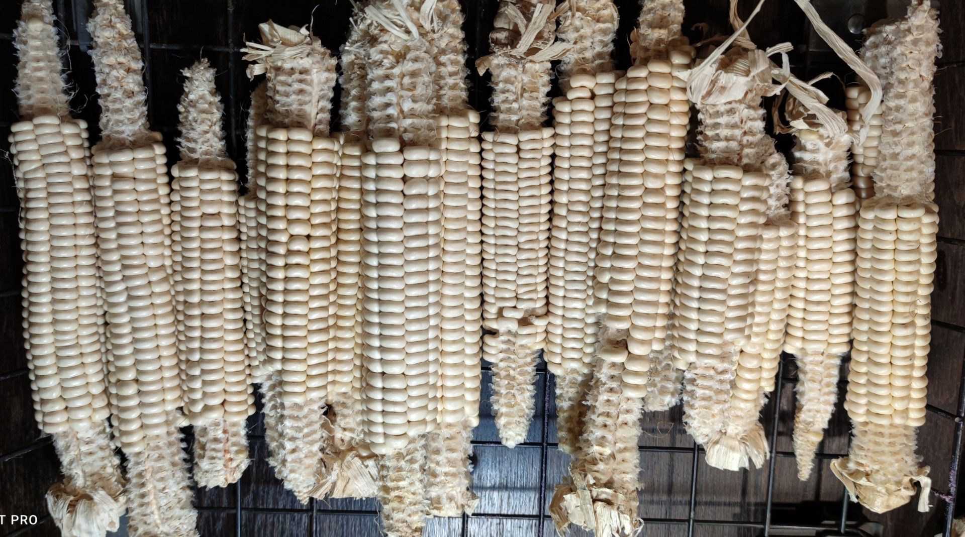 Kukuřice Oneida White Corn - velmi světlá zrna