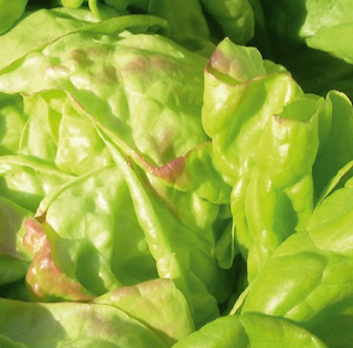 Salát Chez-le-Bart - svěže zelená hlávka - konce listů lehce červenají