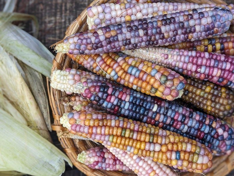 Kukuřice Glass Gem - pestrobarevná zrna - žlutá, růžová, fialová, modrošedá až černá