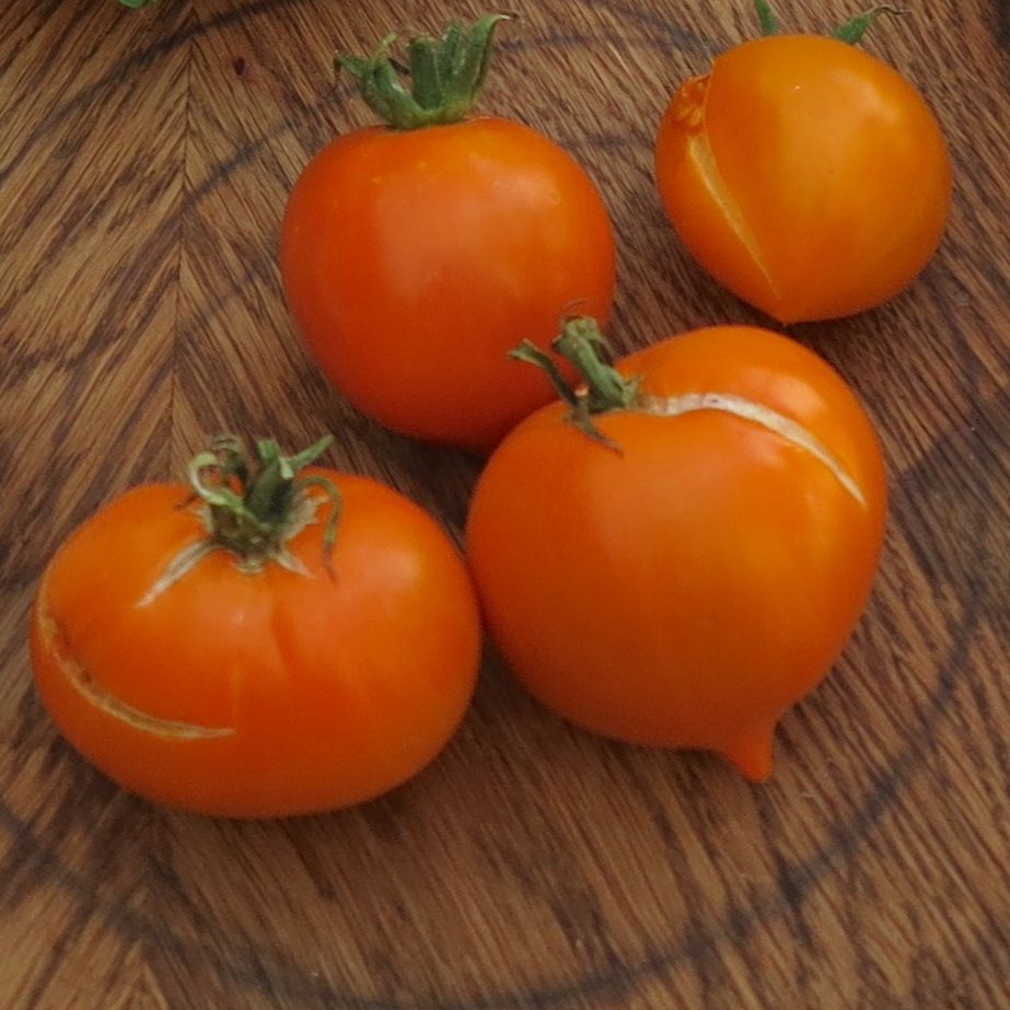 velké kulaté oranžové rajče se špičkou, má drobné praskliny