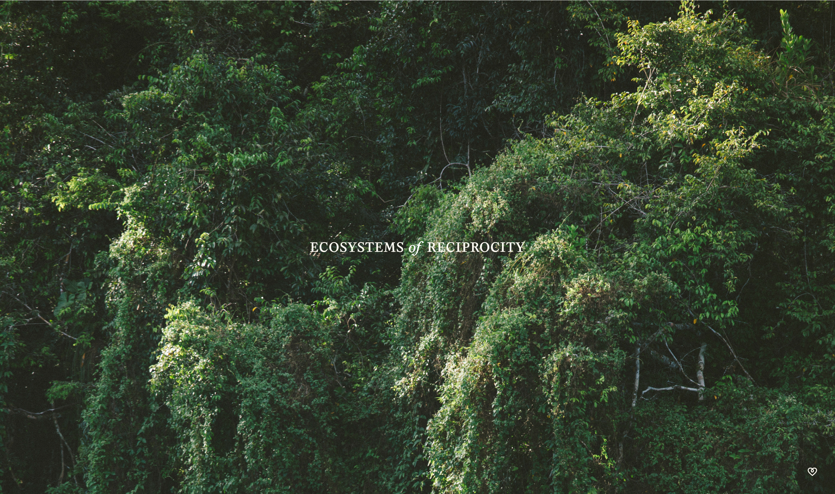 Hero image of rainforest background with the text 'Ecosystems of Reciprocity' over the top 