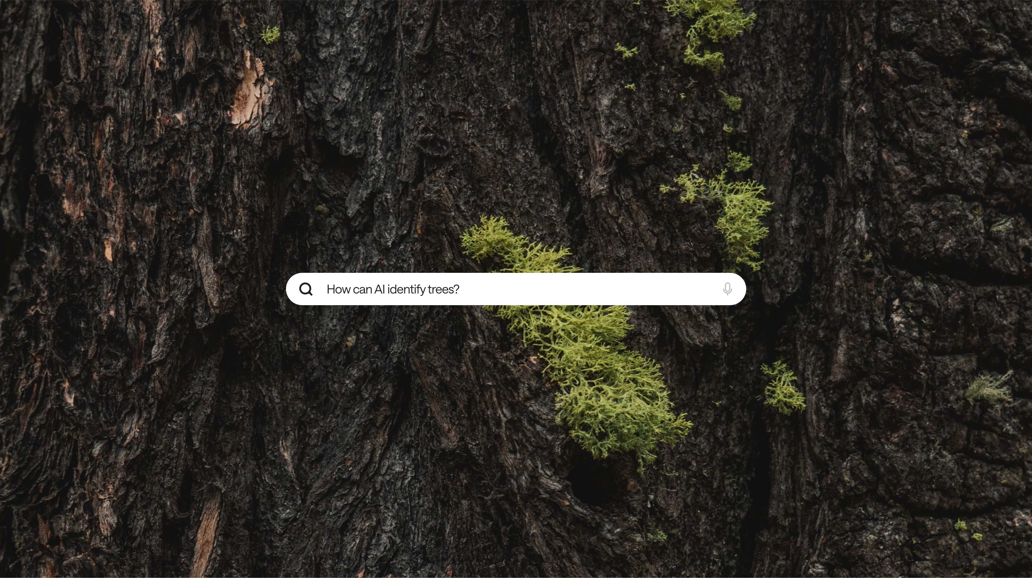 A search bar over the top of photography of tree bark