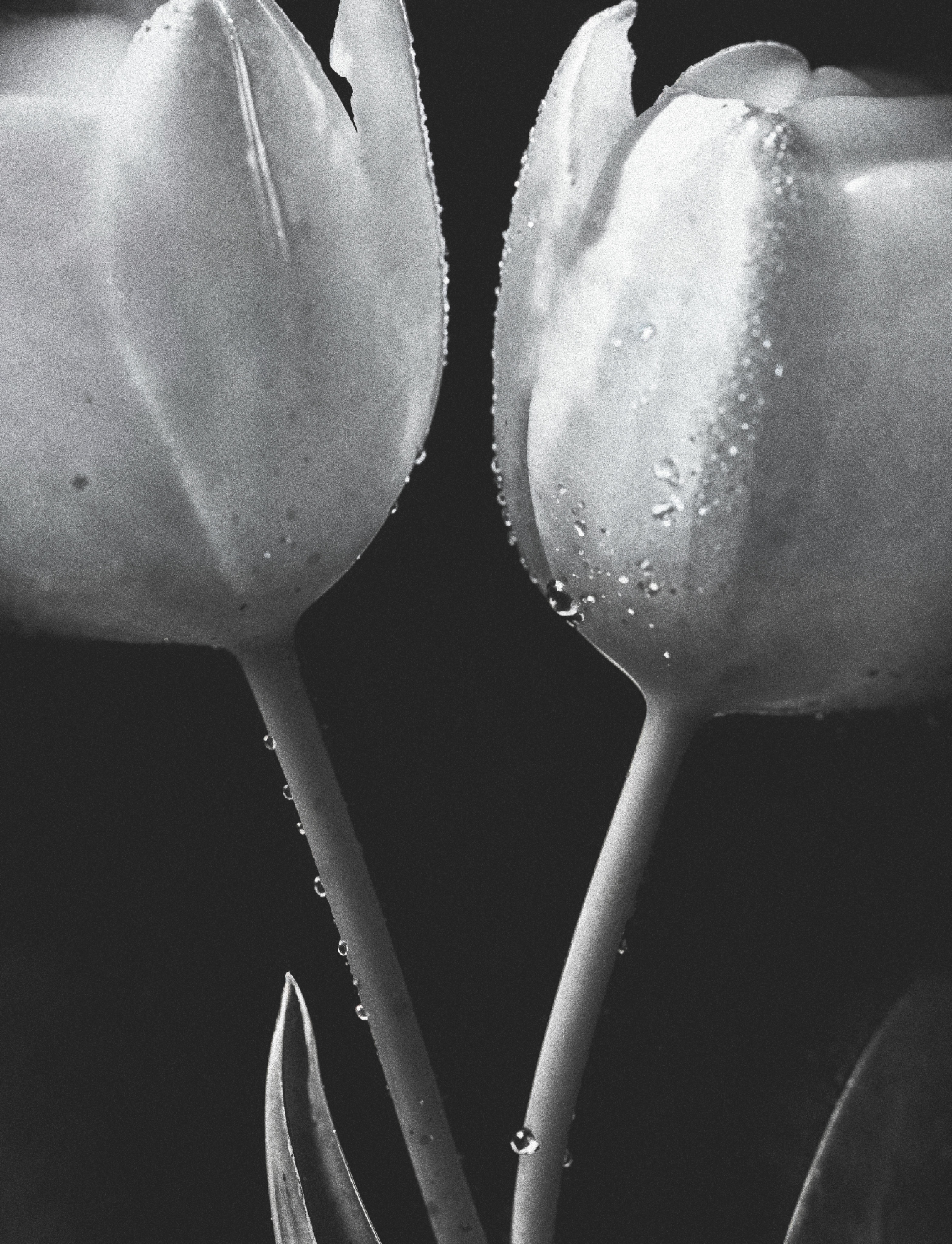 Lentropiest black and white tulips