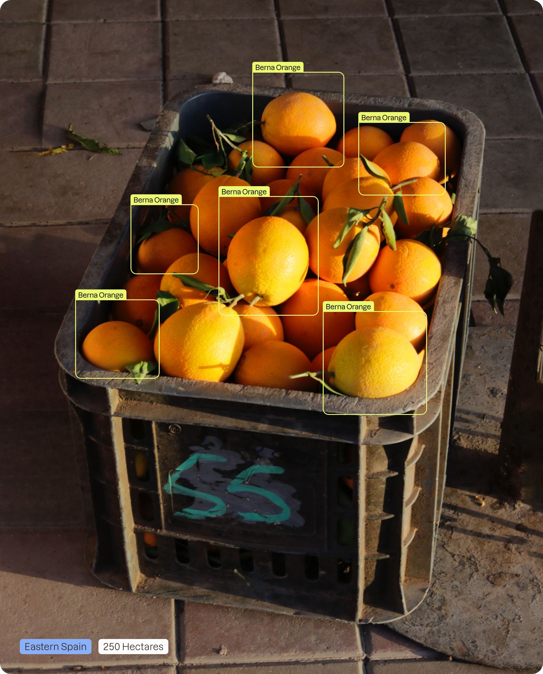 A crate of oranges being scanned by AI frames.