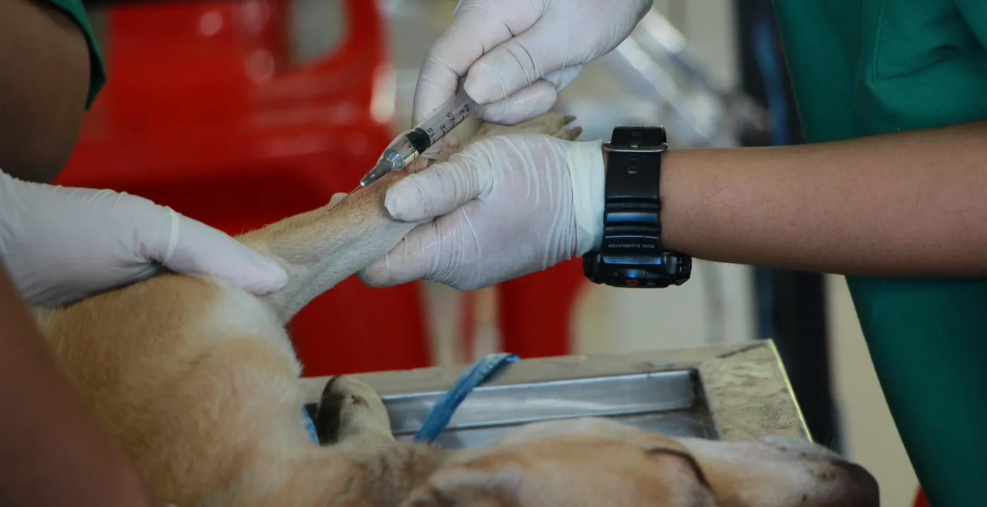 Veterinærer: Digitalt samtykke før operation