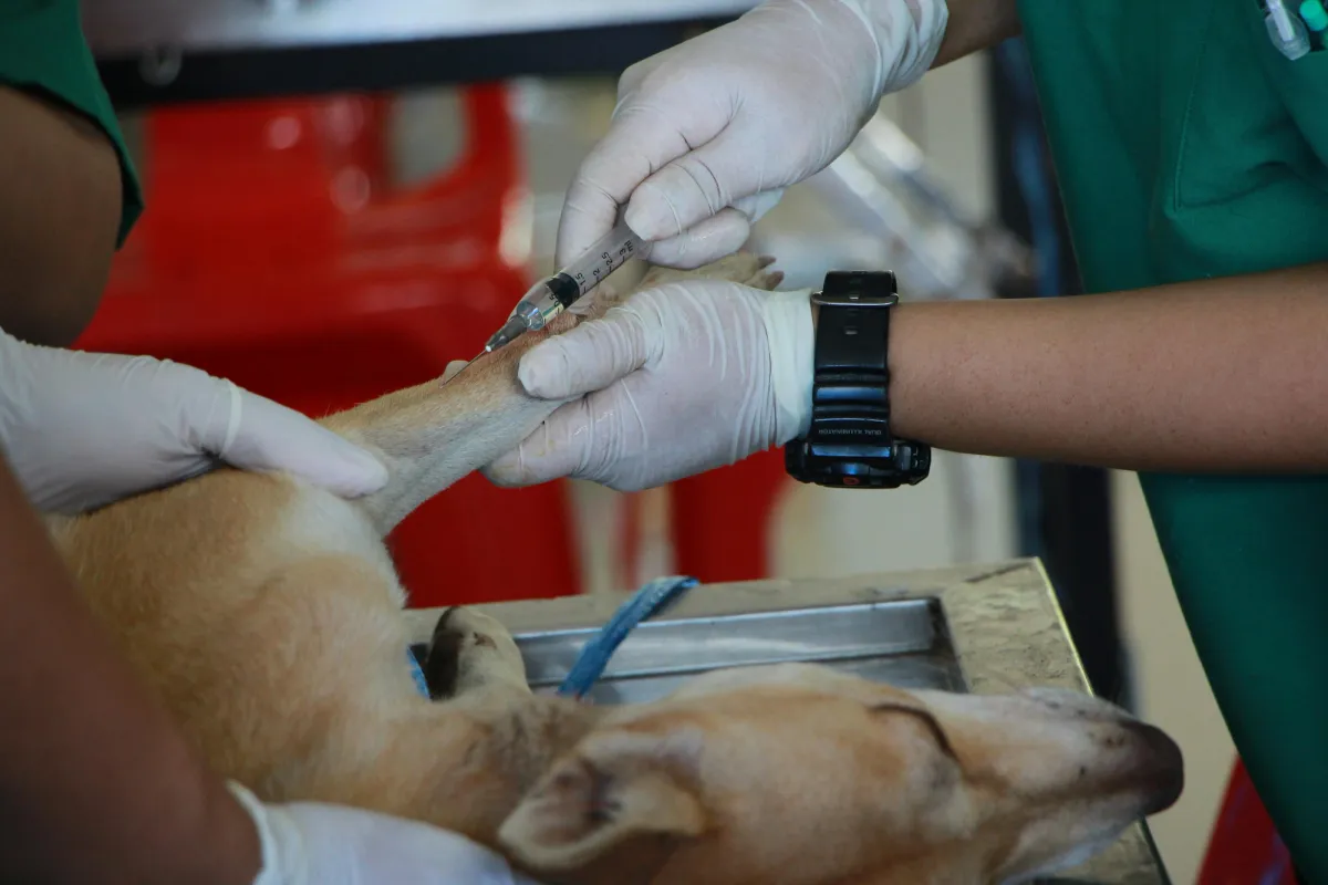 Veterinærer: Digitalt samtykke før operation