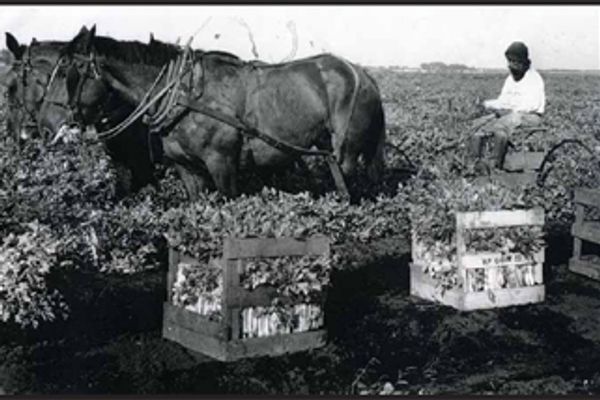 Puna Singh Chima engaged in agriculture in Yuba City, California, 1922