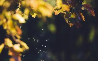 Thermacell MR300 – för en myggfri sommar och höst