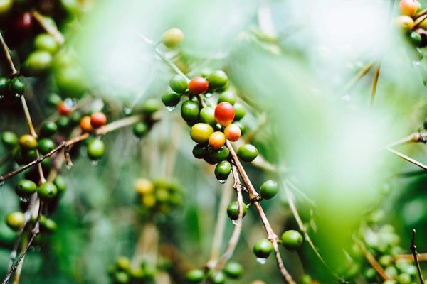 Förvara kaffe - 4 enkla tips som håller kaffet fräscht