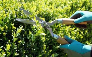 Så väljer du rätt häcksax