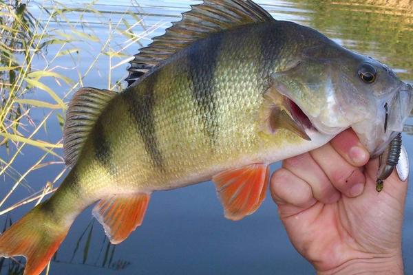 Fiska abborre - 5 smarta tips för att få napp